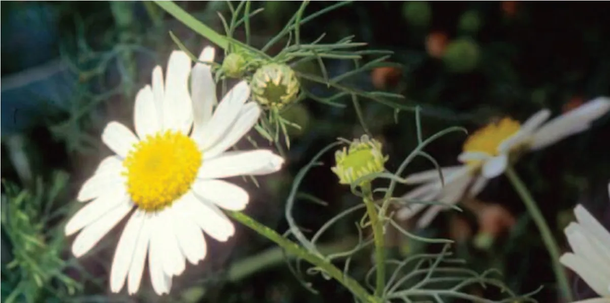 Scentless Chamomile